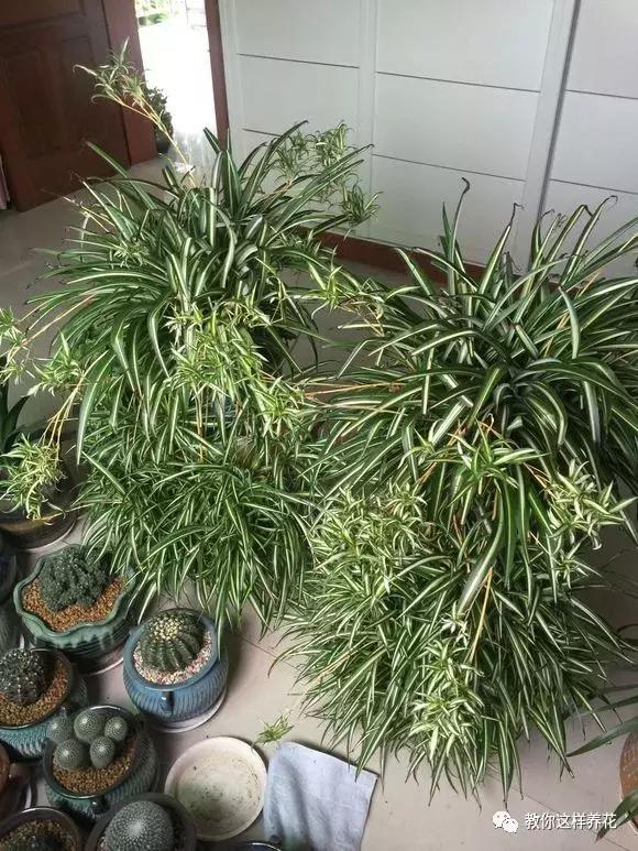 枕头芯掏1把扔盆里，透气不烂根，绿萝吊兰越长越疯，越长越旺