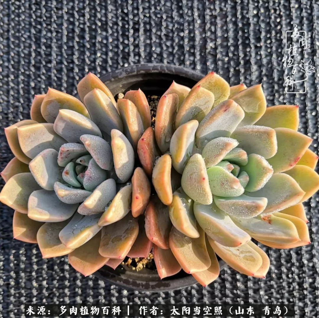 离家在外才发现最难忘的是故乡情,离家在外看见家乡的东西