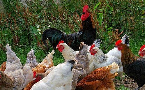 鸡吃什么中药保健最好,鸡病特效药方子