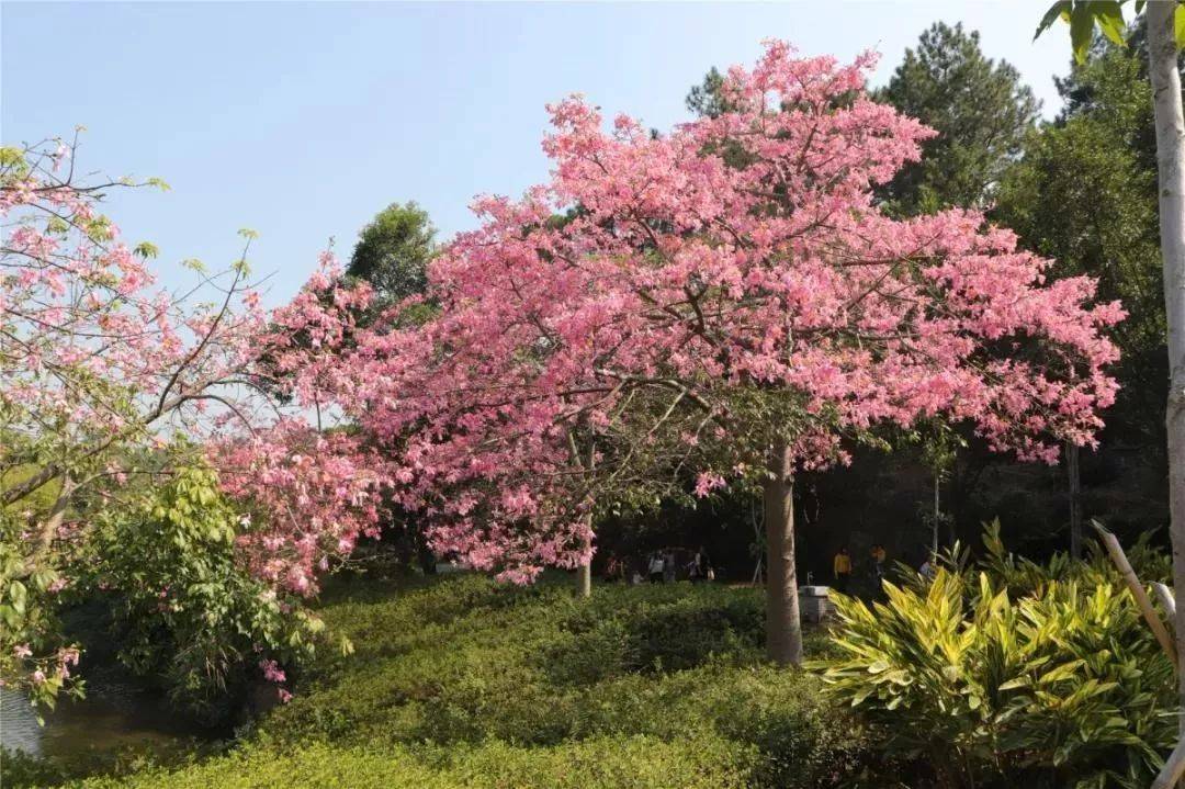 森波拉温泉度假村两天一夜游,倒数跨年狂欢夜