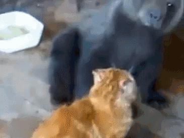 看看俄罗斯猫有多彪悍，徒手斗狗熊，单脚撕野狼！你是大佬我服了