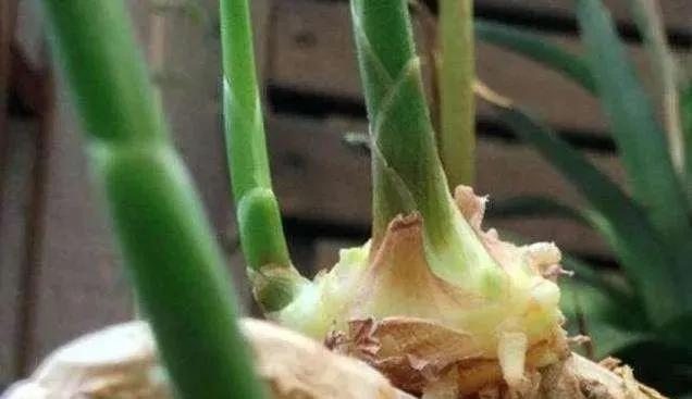 生姜放在瓶子里能长芽出来吗,生姜扔水里长成富贵盆景