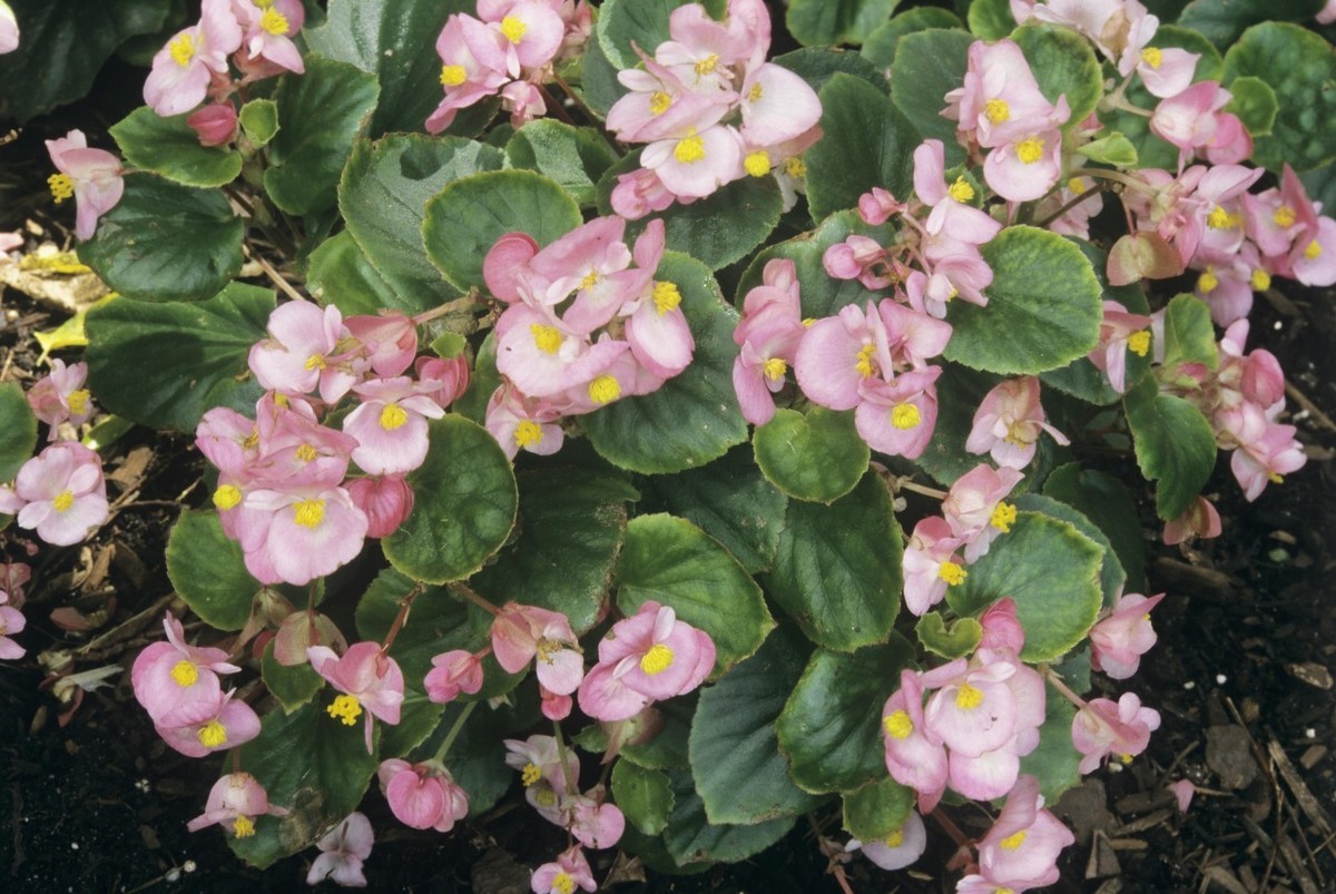 疯长的四季海棠养殖方法,四季海棠养殖方法与注意事项