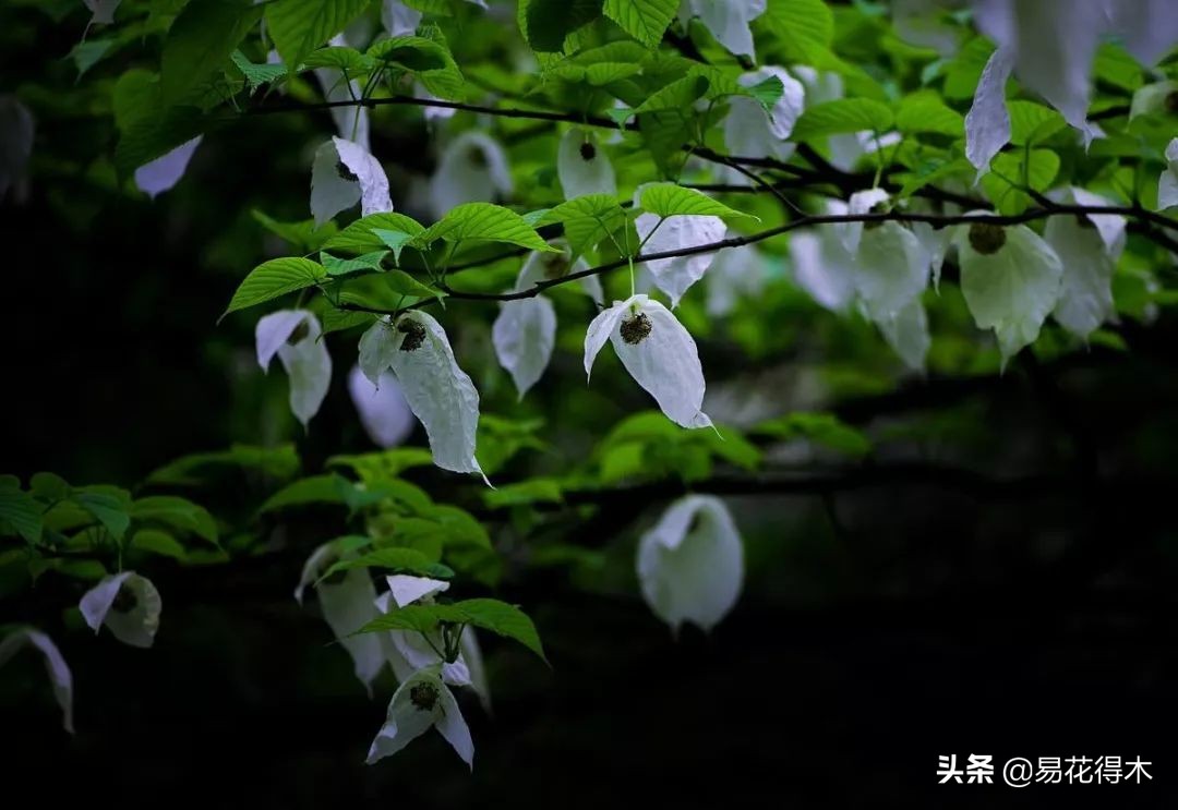 云南省国家一级保护植物图片,国家保护的植物蓝树