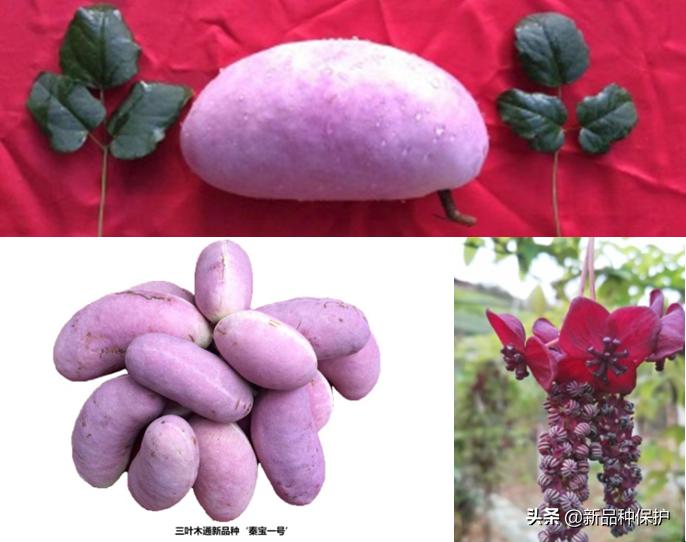 优良品种有哪些,最好的品种是哪一种