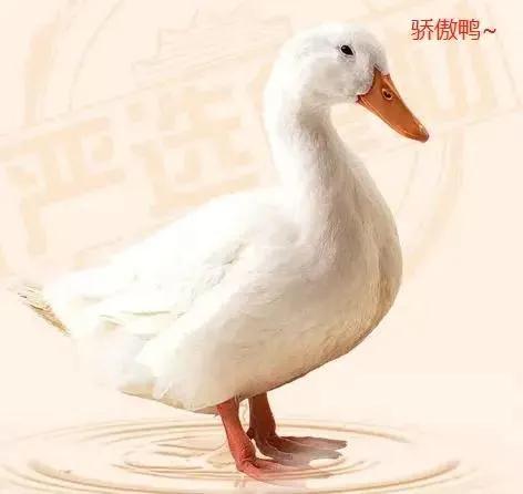 全国哪个省鸭货最好吃,哪些鸭货好吃