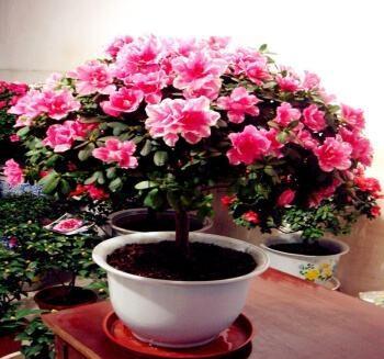 杜鹃长得不茂盛怎么办,杜鹃养花知识技巧和方法