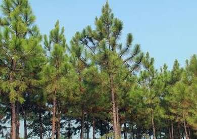 孩子参加劳动实践活动后的感受,小学生参加劳动实践后的感悟