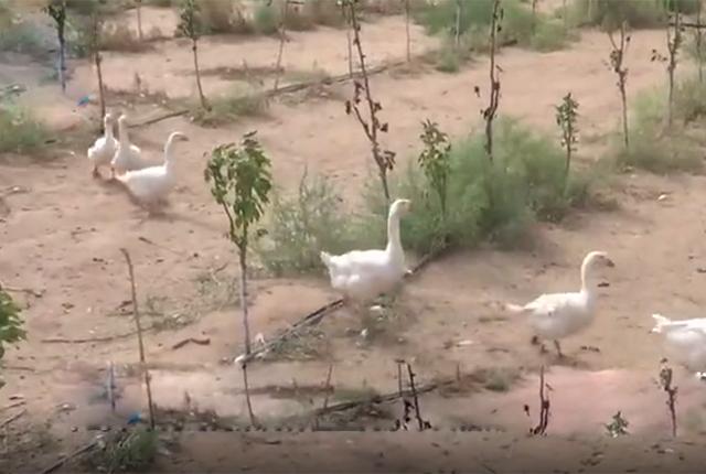 养种鹅下蛋为啥不挣钱,沙漠引进2000只大鹅除杂草