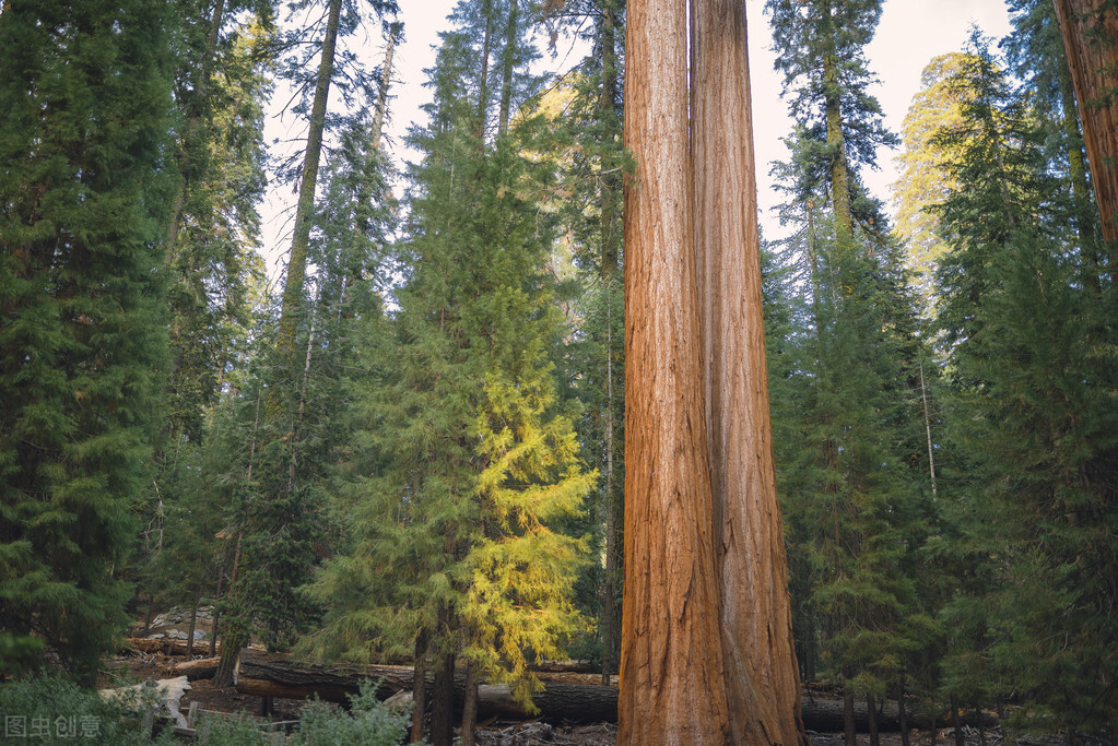 刺猬原则是什么意思,刺猬原则的意思