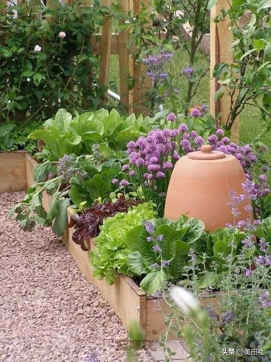 怎么样能纸上种菜,在家种菜可以做什么