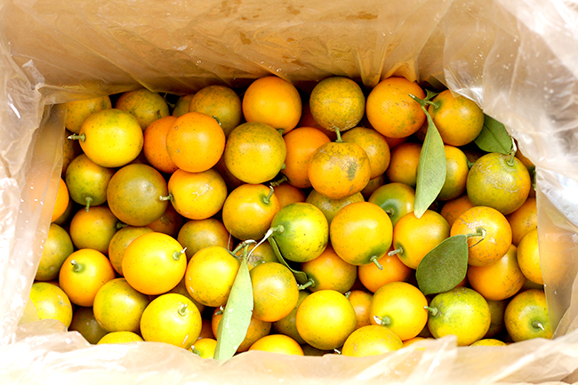 小孩感冒咳嗽可以吃金桔吗,小孩感冒咳嗽可以吃金桔煮雪梨