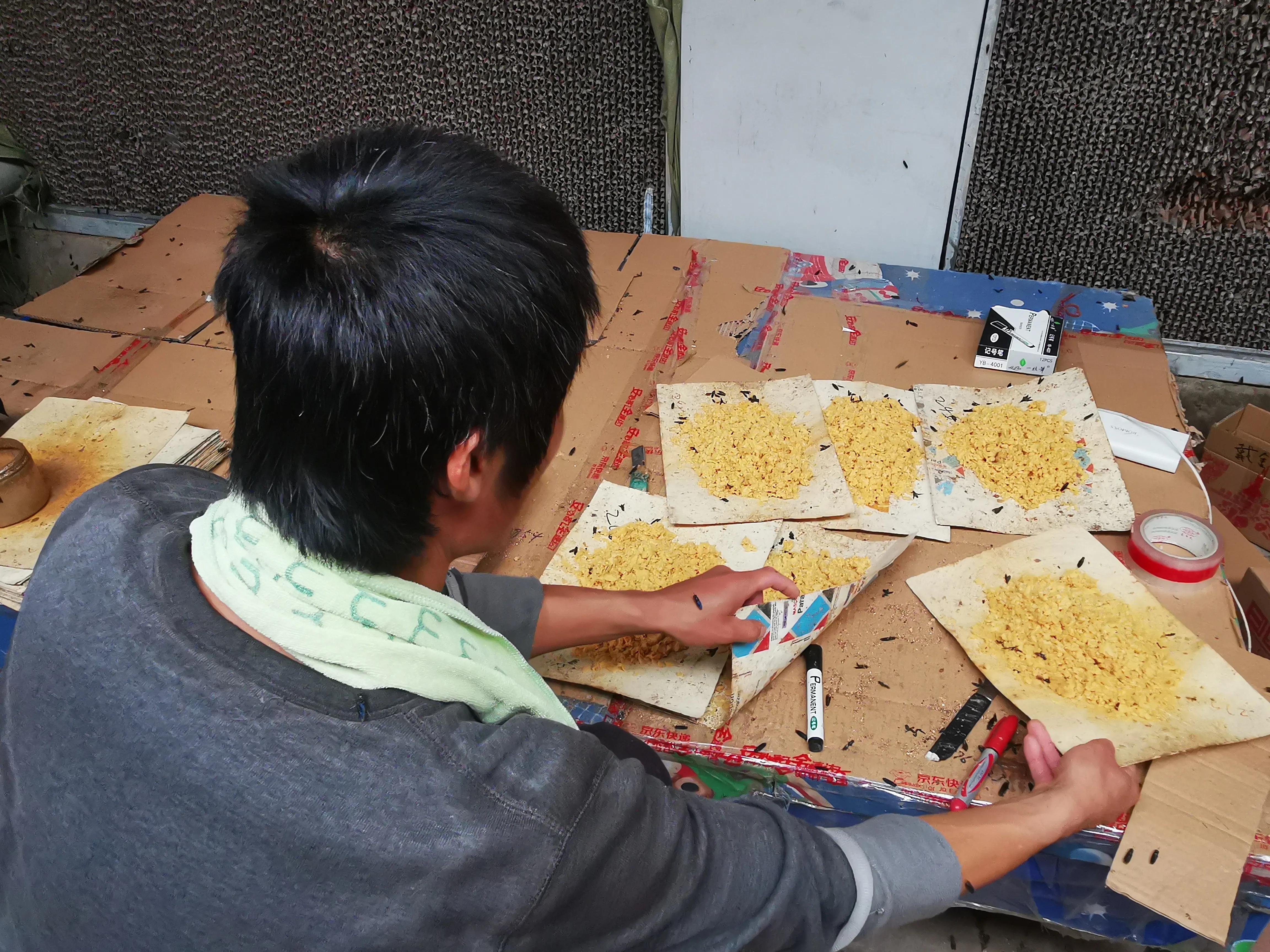 克迈拉黑水虻喂五黑鸡,克迈拉黑水虻与芦丁鸡