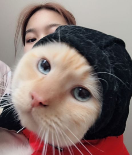 猫咪疯狂啃咬尾巴至出血，诊断后竟是得了抑郁症…