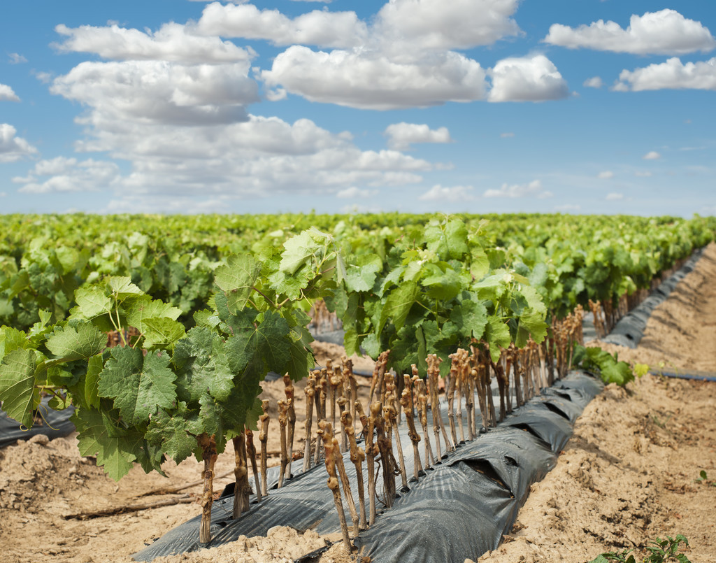 桂花扦插二十天长出新芽是否成活,多肉万重山扦插成活后需要砍头吗