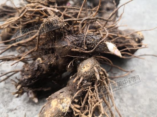 南苍术和北苍术的区别,南苍术价格