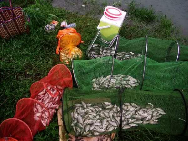 钓鱼人容易犯的3个错误,钓鱼人容易犯的三个错误