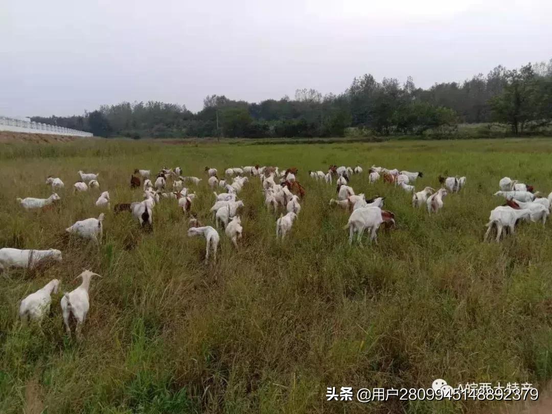 皖西特产,豫皖家乡特产