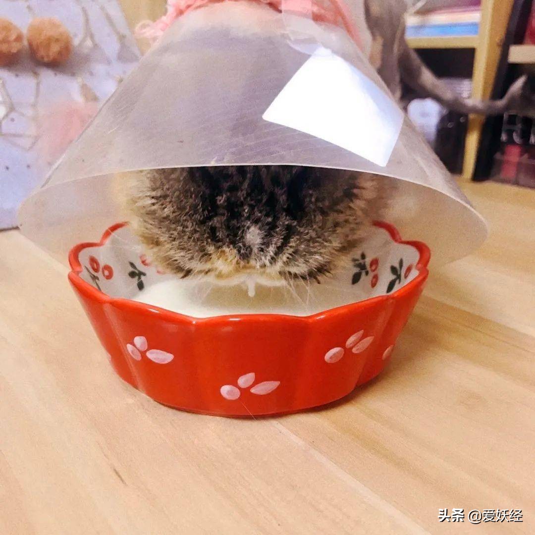 reddog红狗羊奶粉测评,红狗狗狗羊奶粉测评