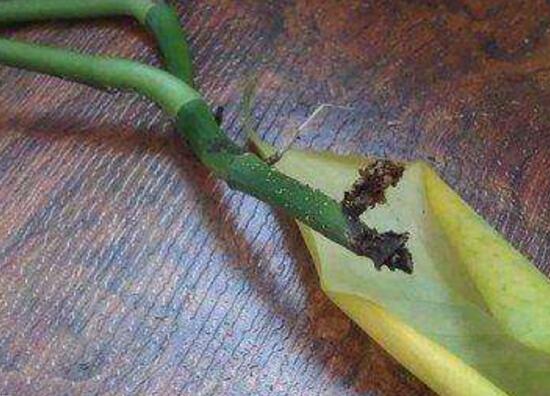 马蹄莲烂根的原因及处理方法,马蹄莲烂根了怎么处理