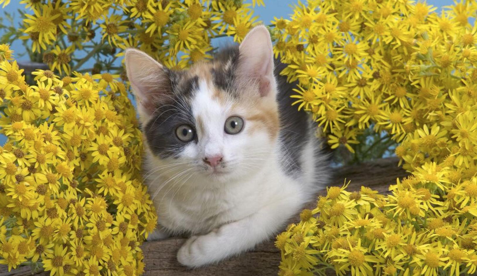 猫咪发生的可怕事件,猫咪突发事件视频大全