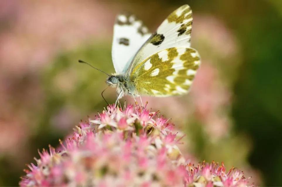 *疆新**的蝴蝶，惊世骇俗