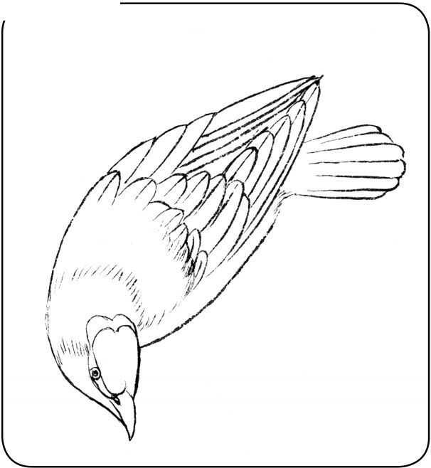 国画初学者入门步骤鸟禽,国画各种鸟类画法大全