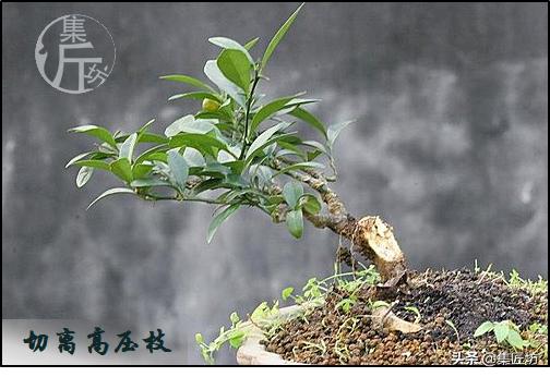 大树型金豆盆景怎么造型,金豆无根老桩栽培技巧