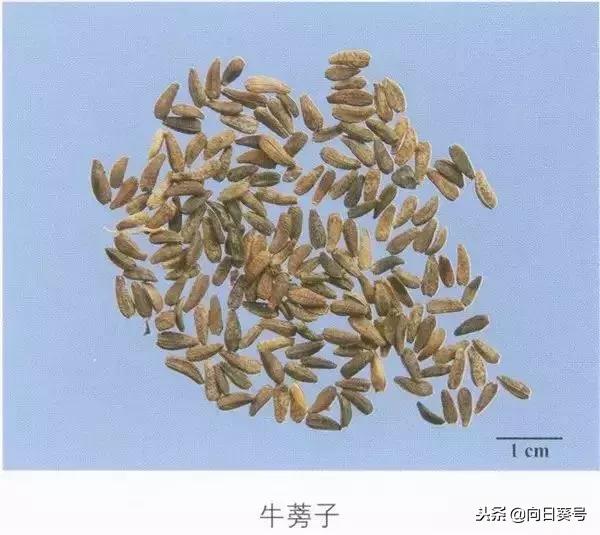 每天一味中草药之牛蒡子,牛蒡子功效趣味记法