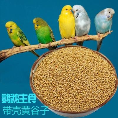 家养鹦鹉喂小米,鹦鹉怎么喂谷物好养