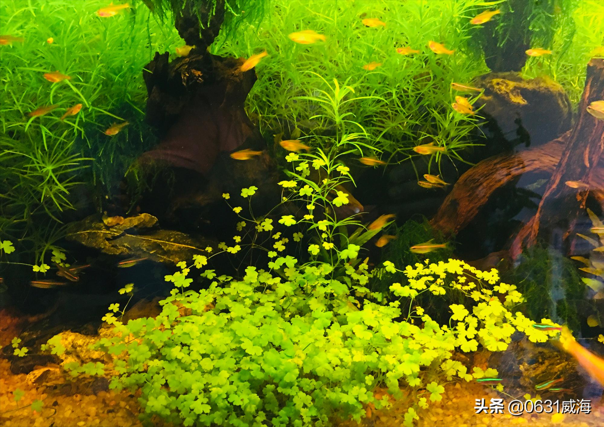 三合一水泵怎样工作,三合一小鱼缸水泵正确用法