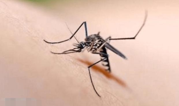 我是a血型为什么蚊子总是咬我,蚊子爱咬什么样的人与血型有关吗