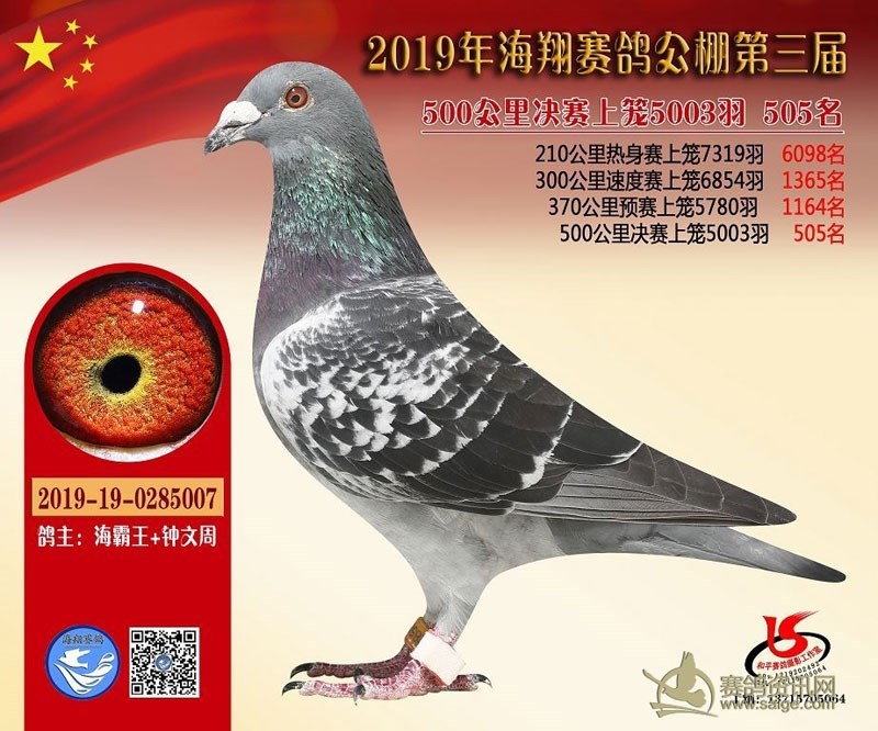 海霸王詹森纪录,冠霖公棚2017年获奖鸽欣赏