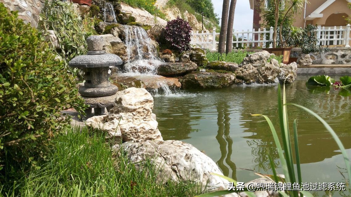 锦鲤怎么养才能养出好看的颜色,养锦鲤怎么养得好看些呢