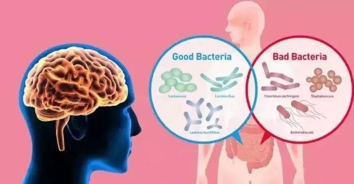 让人着迷的东西,微生物脑肠轴介绍