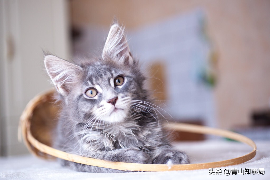 如果得了新冠家里的宠物怎么办,猫狗感染新冠的症状