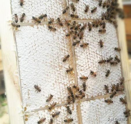 巢蜜里的黄色硬物能吃吗,巢蜜有虫子了还能吃吗