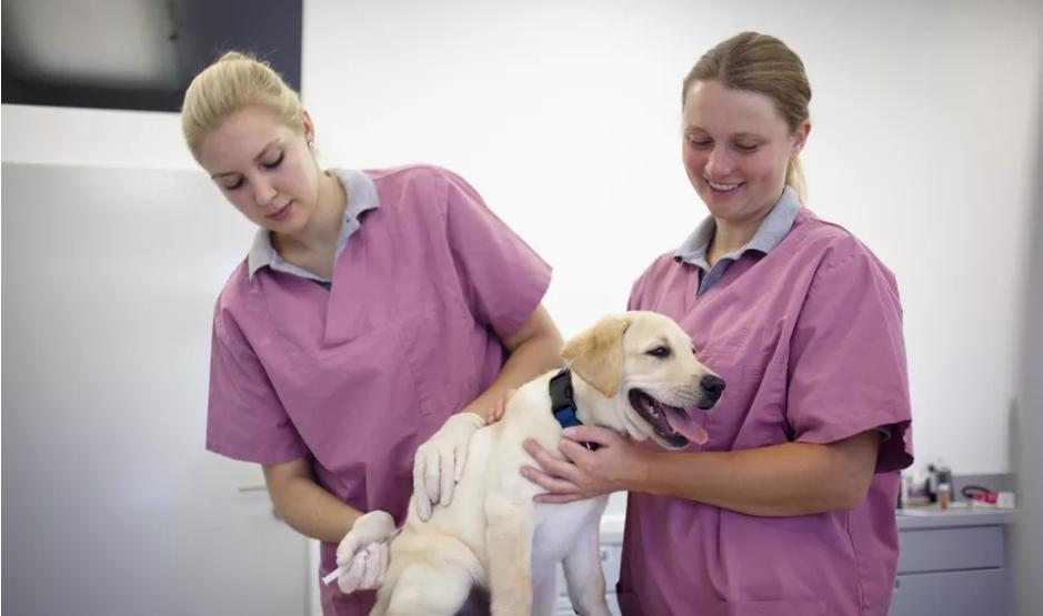 狗狗打了疫苗伤了人要打疫苗吗,狗狗疫苗都打哪些