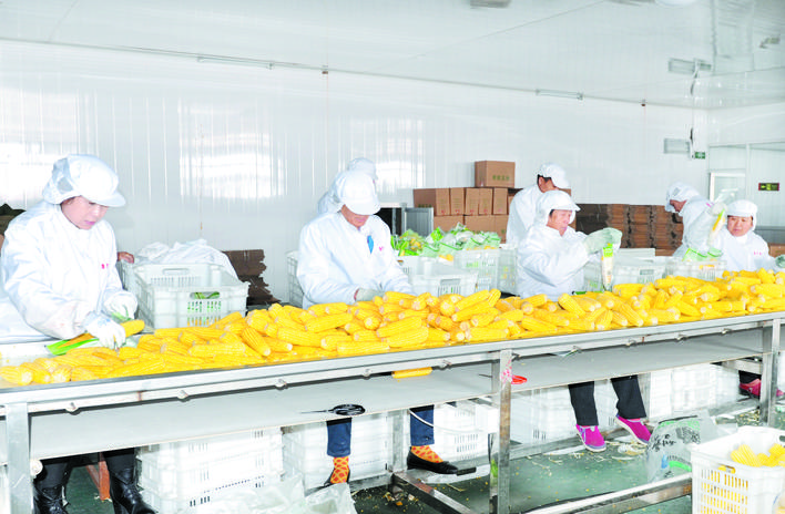 庆丰收感党恩山东各地丰收节活动,庆丰收感党恩宴席背景图片