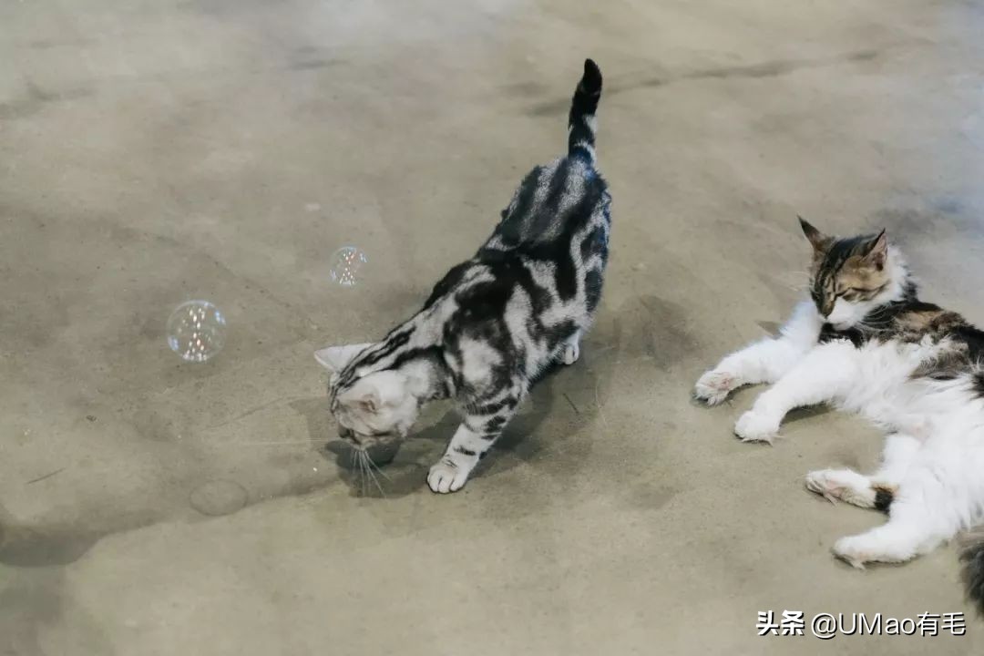 我们败了两款新型“猫*品毒**”孝敬主子，你猜哪种比较受猫欢迎？