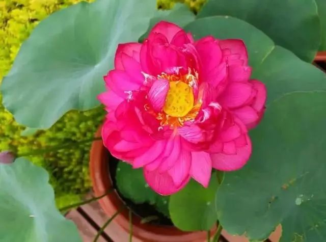 农村旧水缸种荷花,院子里老水缸种荷花