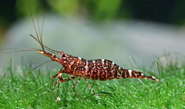 天空蓝魔、黄金巨手、血钻......养个虾整个人都中二了