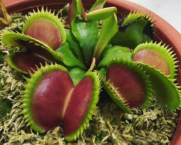 种植什么植物能驱蚊蝇,养什么植物驱蚊驱蝇