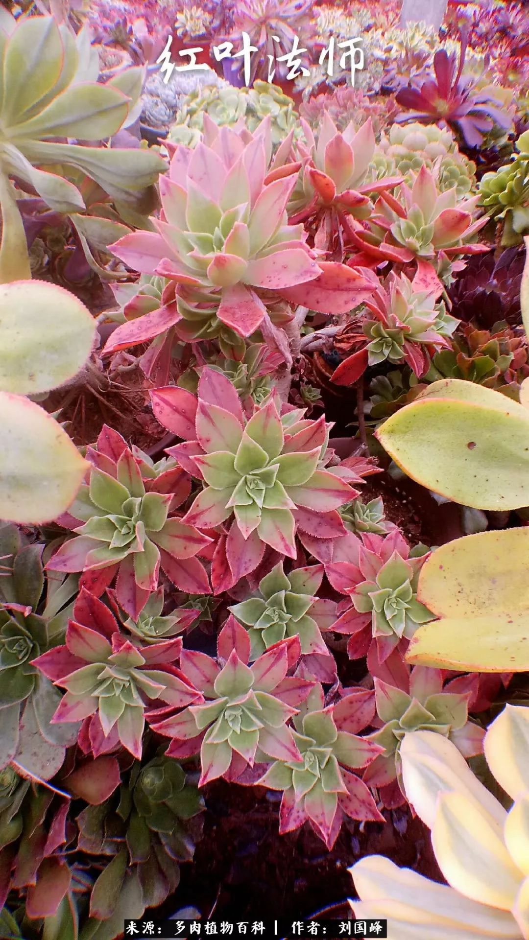 七百元打造的多肉王国，你还缺什么？