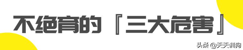 一只绝育的公狗,被绝育的狗子