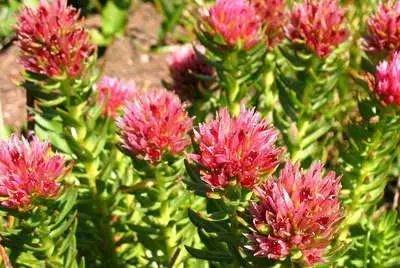 多肉植物科普讲解,林草科普活动方案