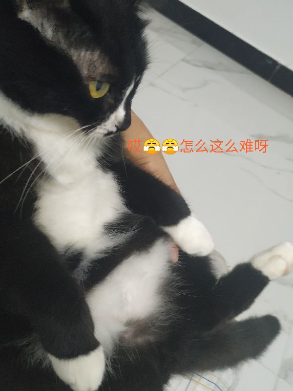 公猫尿闭症怎么解决,怎么知道猫咪有没有得尿闭症