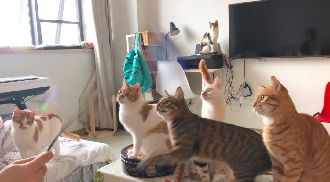 小佩猫窝事件,小佩闷死猫事件