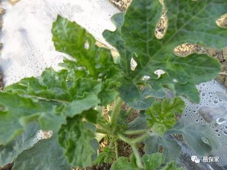 氨基酸聚谷氨酸肥料,聚天门冬氨酸肥料