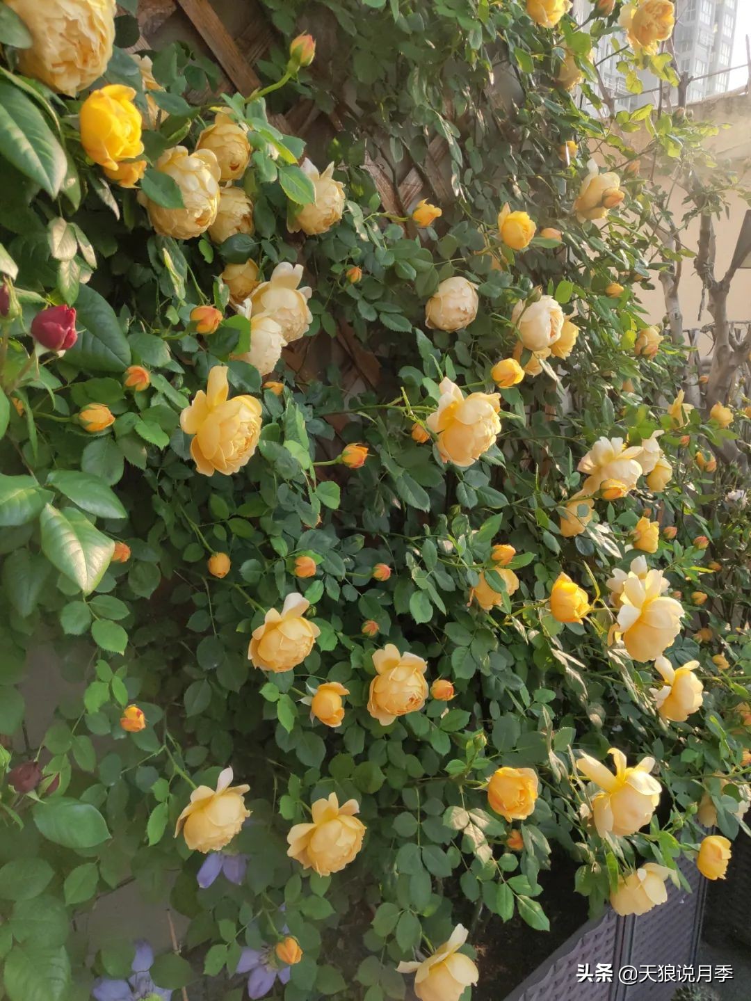 月季花是时候展现真正的技术了 (开春的第一波月季花就这么过去了)